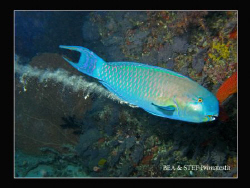 Parrot fish. Canon G9 & Inon D2000 strobe. by Bea & Stef Primatesta 